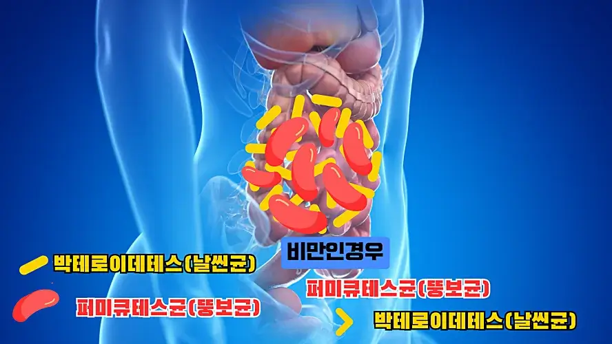 비에날씬(BNR17) 유산균에서 찾은 비만 관리의 해답, 건강하게 뱃살 빼는 프로바이오틱스