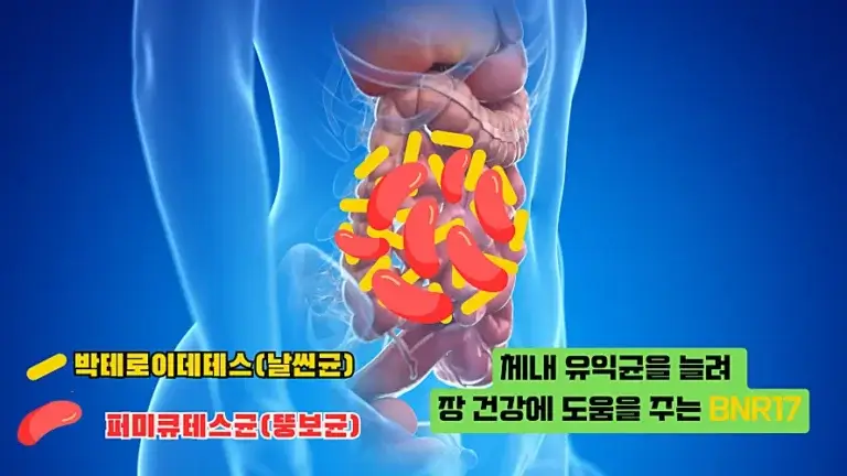 비에날씬(BNR17) 유산균에서 찾은 비만 관리의 해답, 건강하게 뱃살 빼는 프로바이오틱스