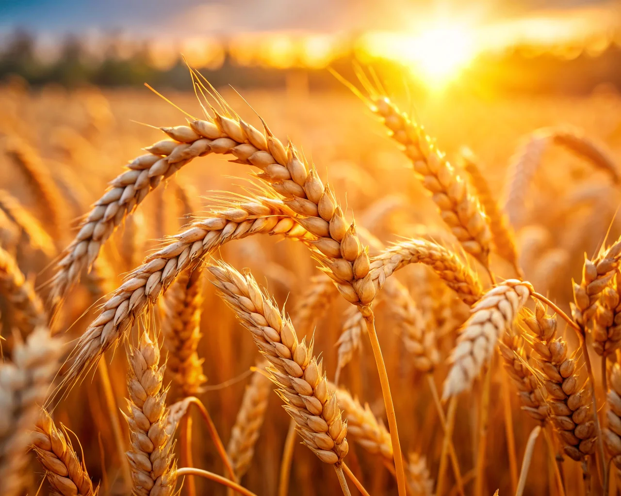 생각과 다른 밀가루 건강 위험? 초보 주부도 성공하는 3단계 비법 공개 (2025 최신) 2 생각과 다른 밀가루 건강 위험, 초보 주부도 성공하는 3단계 비법 공개 관련 이미지: 🤔 밀가루, 오해와 진실: 건강 위험의 진짜 얼굴 파헤치기