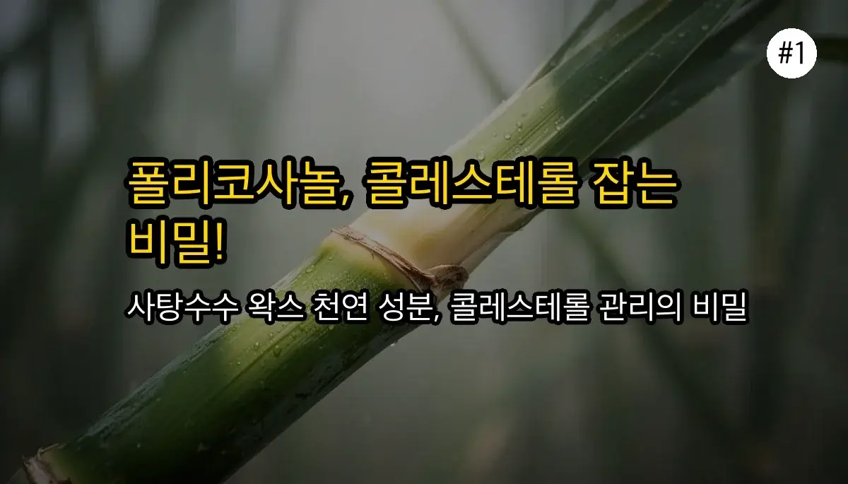 콜레스테롤 고민 끝! 폴리코사놀 효능과 효과 극대화 복용법 완벽 가이드 2 콜레스테롤 고민 끝! 폴리코사놀 효능 효과 극대화하는 복용법 A to Z 관련 이미지: 폴리코사놀, 무엇이며 왜 주목받을까?