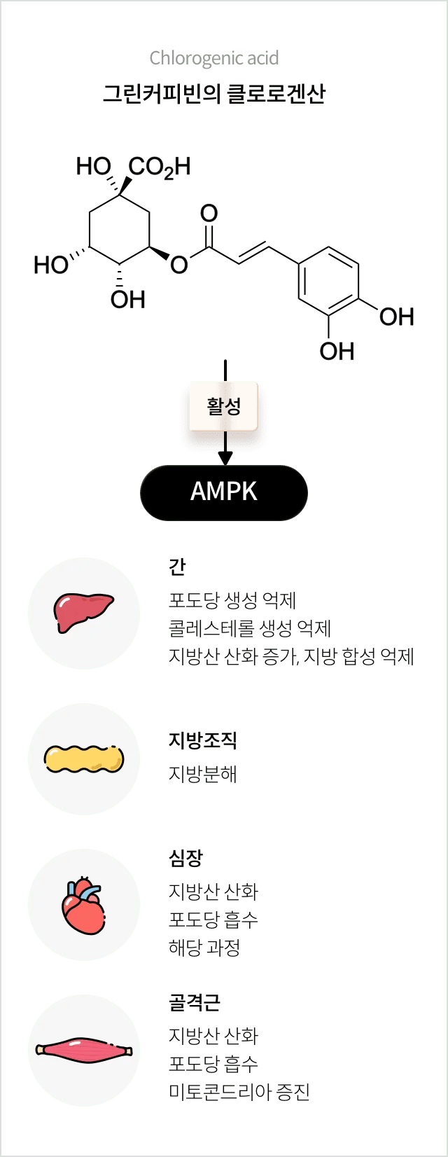 커피와 고지혈증의 숨겨진 상관관계와 2030 직장인을 위한 건강 관리법 6 숨겨진 커피 고지혈증의 진실: 몰랐던 5가지 놀라운 효과 공개 (2030 직장인 필독) 관련 이미지: 2026 직장인을 위한 스마트한 커피 음용 가이드와 건강 관리법