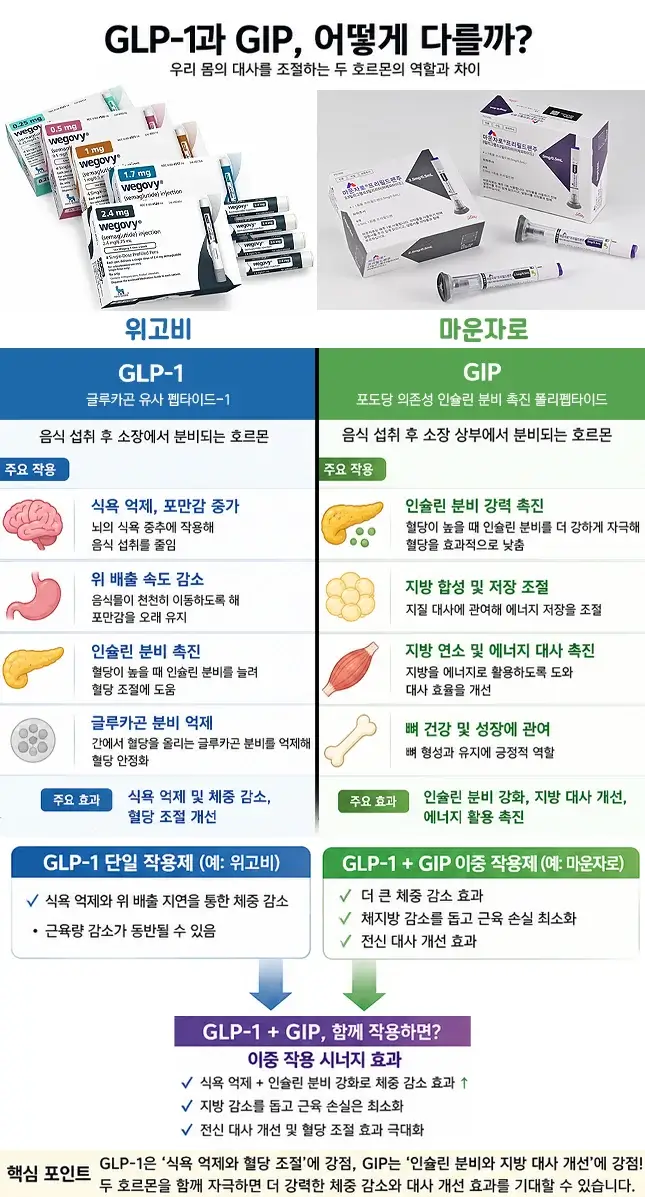 마운자로 위고비 진짜 효과 비교: 2026 직장인이 겪은 7일 만에 -3kg 감량의 현실
