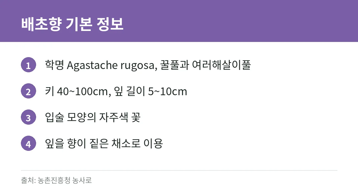배초향 학명·크기·꽃·이용 기본 정보 카드
