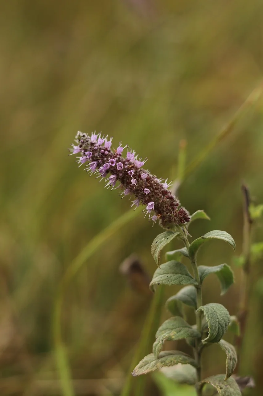 자주색 꽃이 핀 배초향(Korean mint)